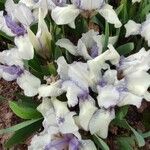 Iris pumila Floro