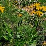 Senecio doronicum Flower