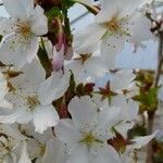 Prunus nipponica Kwiat