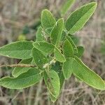 Desmodium canadense Blatt