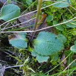 Micranthes californica Hábito