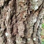 Quercus acutissima Φλοιός