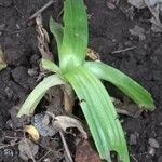 Hypoxis decumbens Leaf