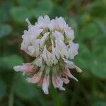 Trifolium repensफूल