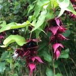 Leycesteria formosaफूल