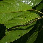 Coccoloba obovata Leaf
