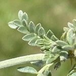 Astragalus vesicarius Blad