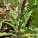 Campanula moesiaca Leaf