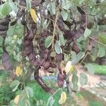 Bauhinia rufescens Fruto
