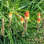 Kniphofia uvariaFlors