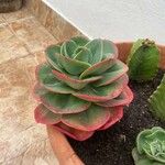 Echeveria gigantea Fulla