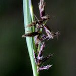 Carex wahlenbergiana Kukka