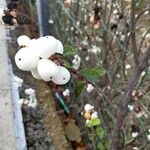 Symphoricarpos albus 果實