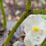 Begonia cucullata Kůra