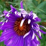 Symphyotrichum novae-angliae Blüte