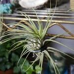 Tillandsia aeranthos 葉