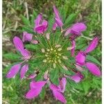 Cleome hassleriana ChodatFlor