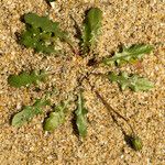 Crepis suffreniana Habitatea