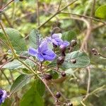 Rotheca myricoides फूल