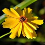 Coreopsis leavenworthii Flor