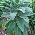 Verbascum phlomoides Folio