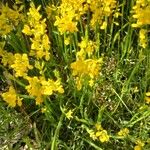 Genista sagittalis Hábito