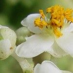 Saurauia yasicae Квітка