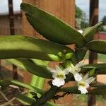 Calyptrochilum christyanum Hábito