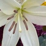 Lilium candidum 花