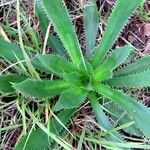 Eryngium elegans Leaf