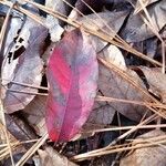 Oxydendrum arboreum Frunză