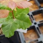 Quercus agrifolia Hoja