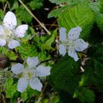 Rubus echinatus 花
