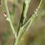 Cytisus multiflorus Bark