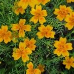 Tagetes tenuifolia Квітка