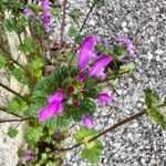 Lamium amplexicauleFleur