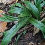 Carex plantaginea Leaf