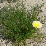 Malacothrix glabrata Flower