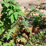 Solanum pyracanthos Habit