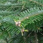 Abies nordmanniana Лист