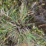 Carex lachenalii Hoja