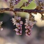 Tamarix mascatensis Flor