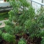 Falcatifolium taxoides Характер
