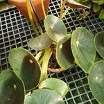Begonia santos-limae Hàbitat