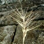 Aegilops geniculata Fruto