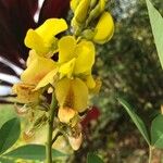 Crotalaria micans Blüte