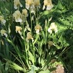 Iris imbricata Flor