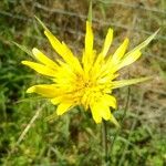 Tragopogon dubiusFlower