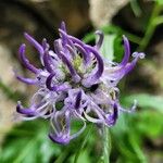 Phyteuma charmelii Flower