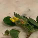 Medicago truncatula 花